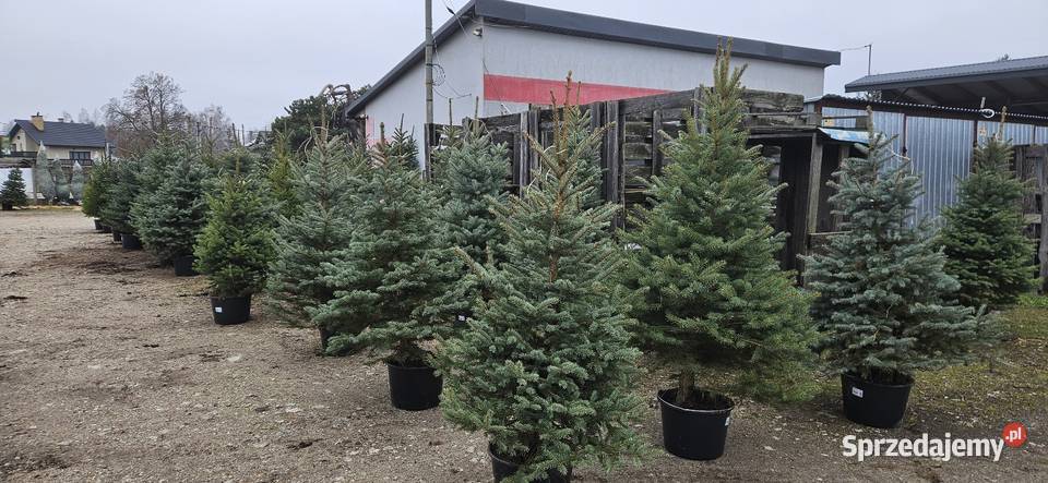 Choinki z korzeniami w donicach Brzóza