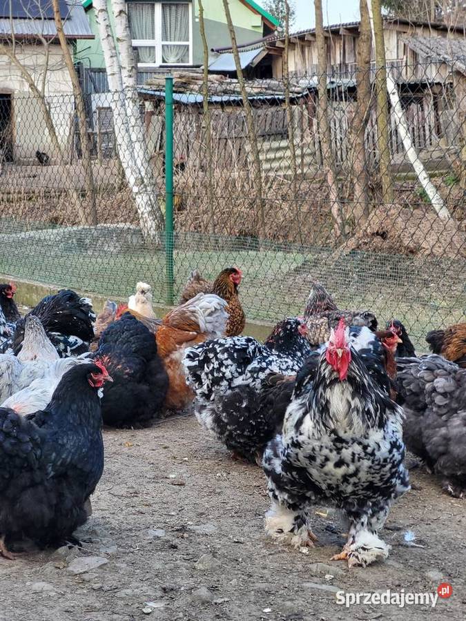 Jaja lęgowe Kochin Olbrzymi Kramarzówka