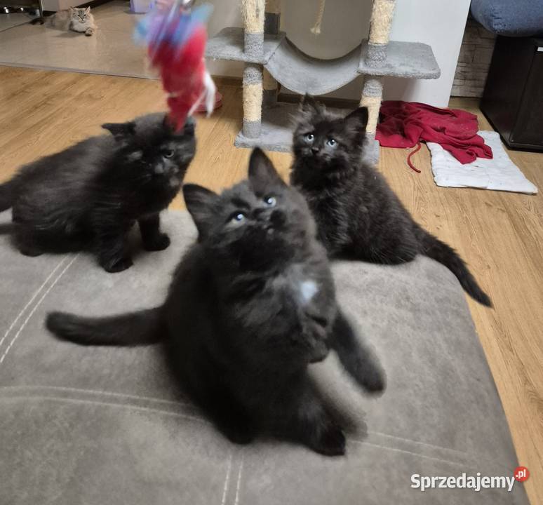 CZARNE Syberyjskie Kocurki rodowód FPL Stary Broniszew