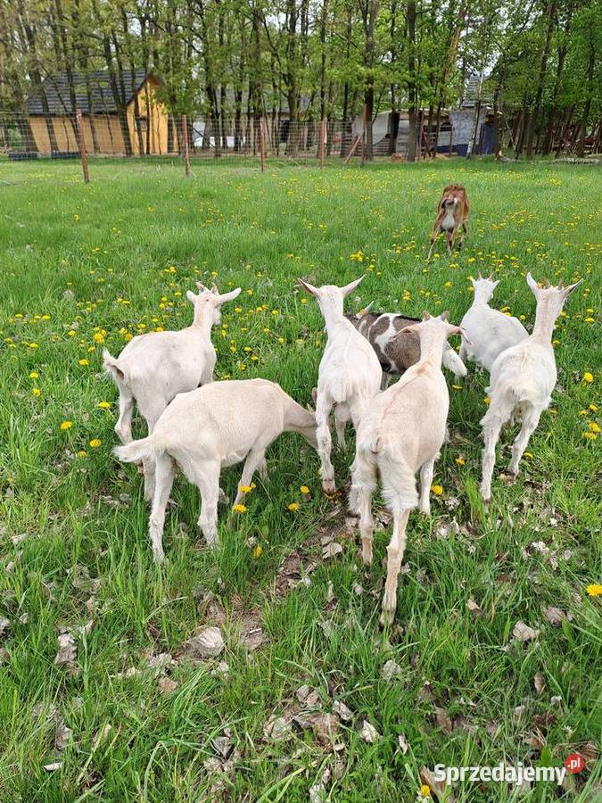 Sprzedam koziołki i kózki Nowy Kawęczyn sprzedam