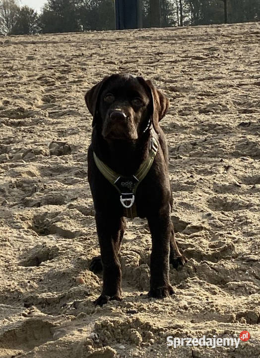 Oddam w ręce szczeniaka Kraków sprzedam