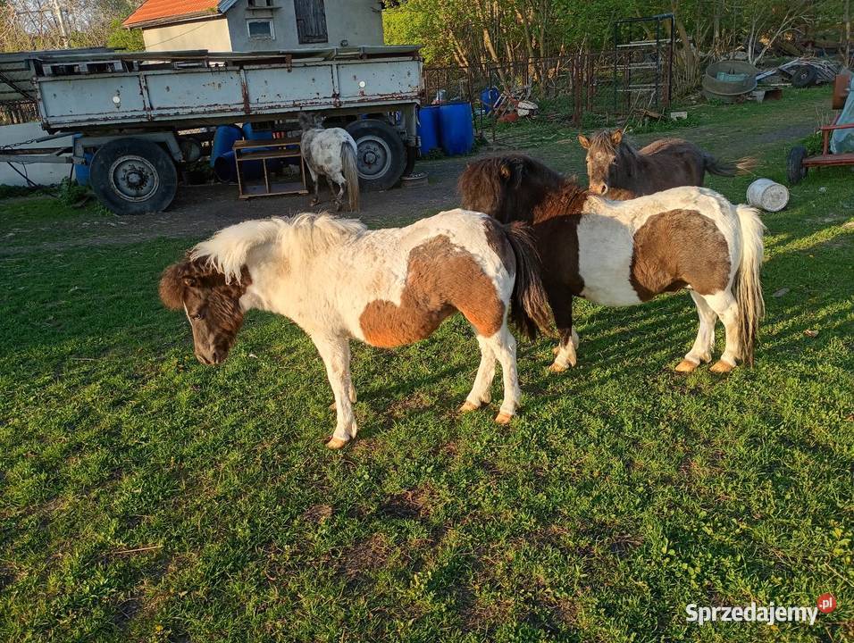Sprzedam kucyki świętokrzyskie Busko-Zdrój