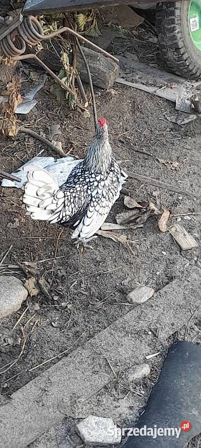 Koguty serebrytki Ptaki Jacochów