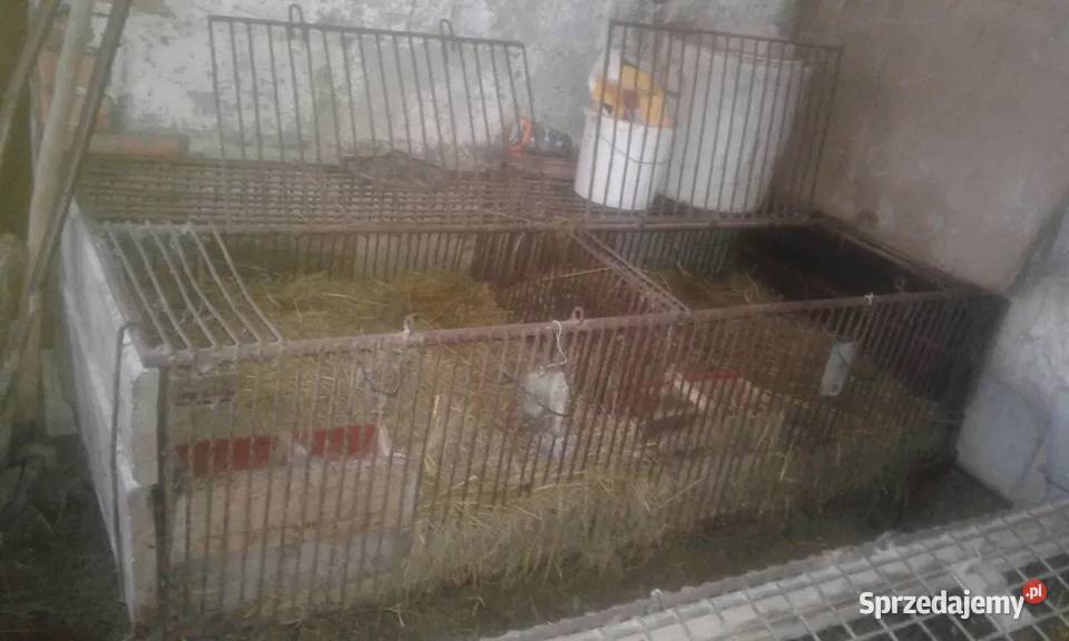 Sprzedam klatki metalowe Smoryń