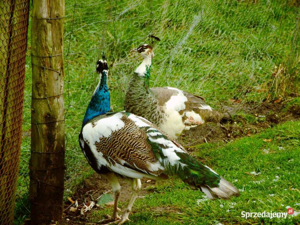 Piękne zadbane pawie zachodniopomorskie Mechowo