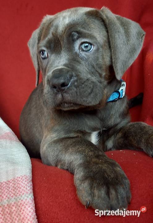 Cane Corso Ksin Fargo Fci Cane Corso Zwierzęta