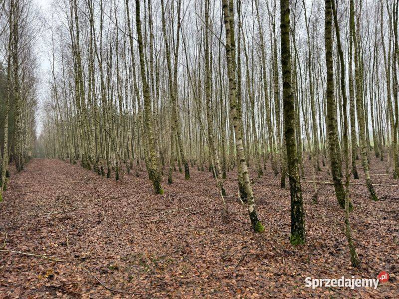 działka z warunkami zabudowy w spokojnej kujawsko-pomorskie Stawek