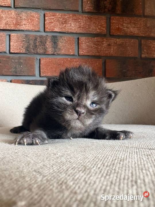 Maine Coon Orion Szembruk