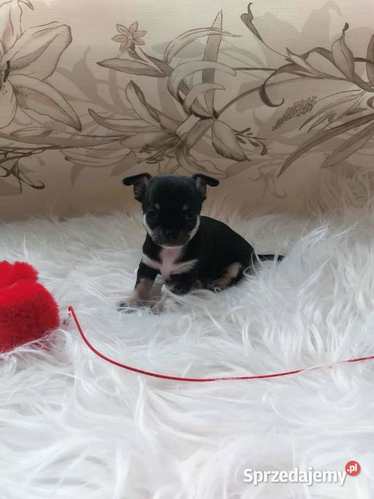 CHIHUAHUA szczenięta Warszawy Chihuahua Płońsk