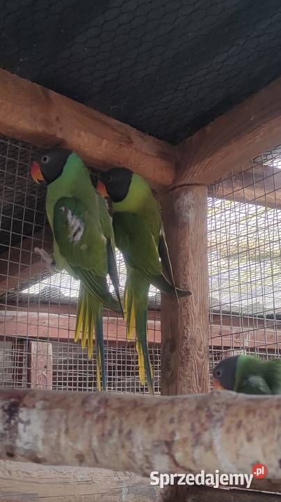 Aleksandretty himalajskie Parzno