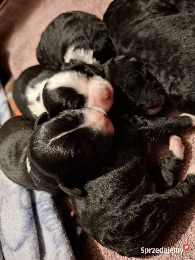 Portugalski pies dowodny szczenięta pieski Pozostałe kujawsko-pomorskie Makówiec