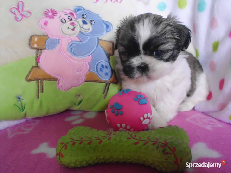 Shih Tzu Cudowne Maluszki Maleńkich Rodzicach Dąbrowa Górnicza