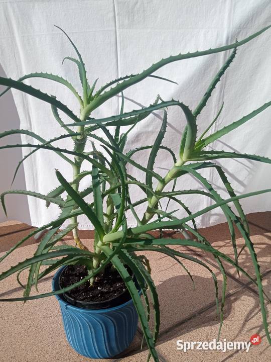Aloes Aloesy 4w1 Nowy Sącz