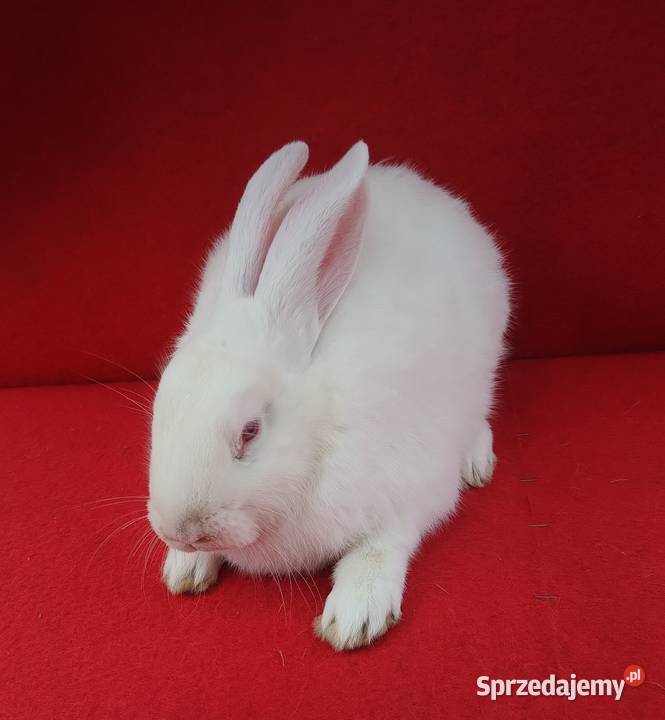 Sprzedam króliki wielkopolskie Kijowskie Nowiny