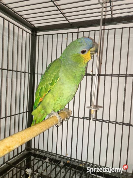 Papuga amazonka modrobrewa
