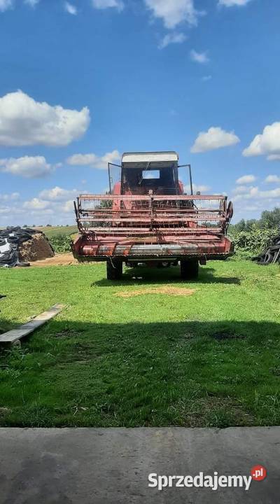 Bizon świętokrzyskie Opatów