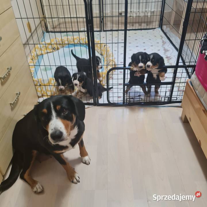 Entlebucher szczeniaczek 25 miesięczna suczka Łódź sprzedam