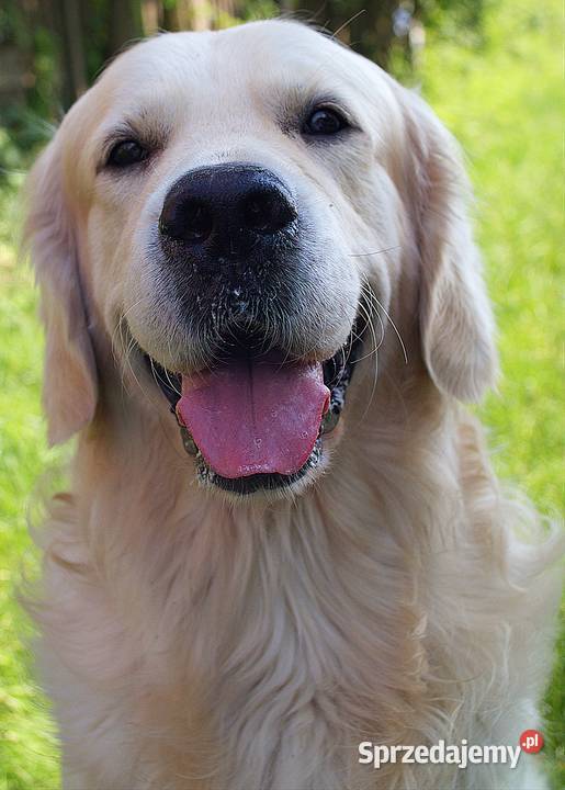 Golden Retriever ZKwP (FCI) - REPRODUKTOR