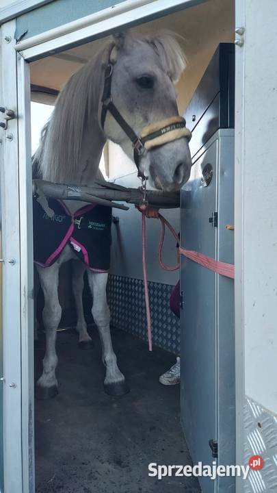 PRZYCZEPA DO PRZEWOZU KONIDMC 1200 KAT B Marwice