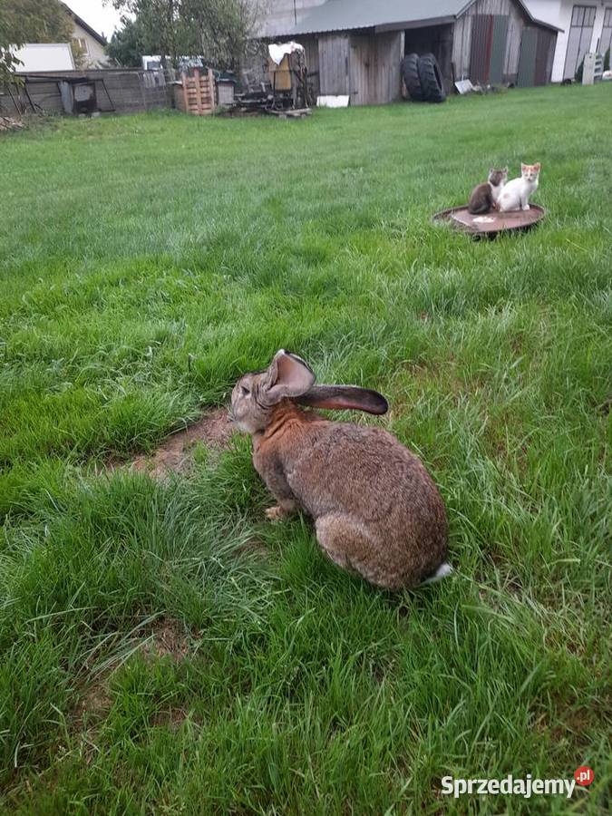Sprzedam samca Belga Odrzywół sprzedam