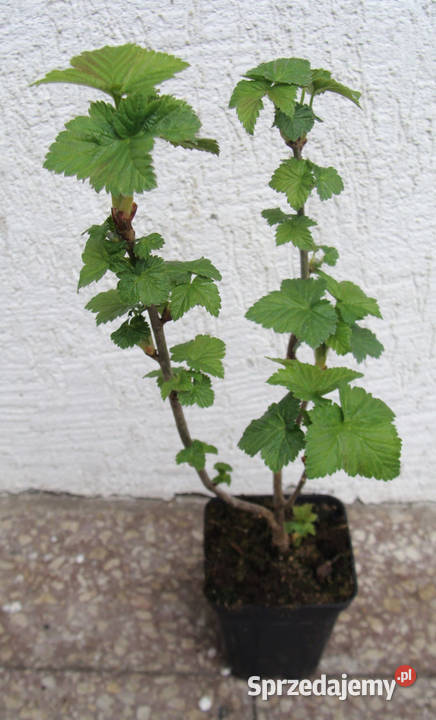 PORZECZKA CZARNA TITANIA sadzonki w doniczkach Ustronie