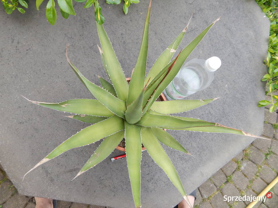 Odhodowana agawa z Gwatemali agave purpusorum Pozostałe Kraków