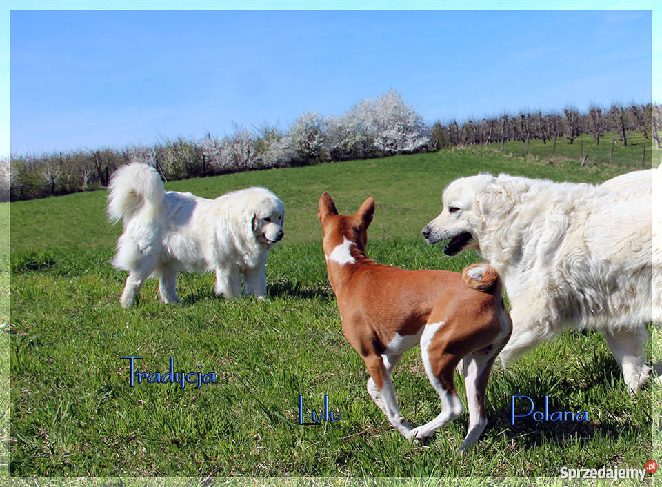 Owczarek podhalański szczenięta rodowód FCI