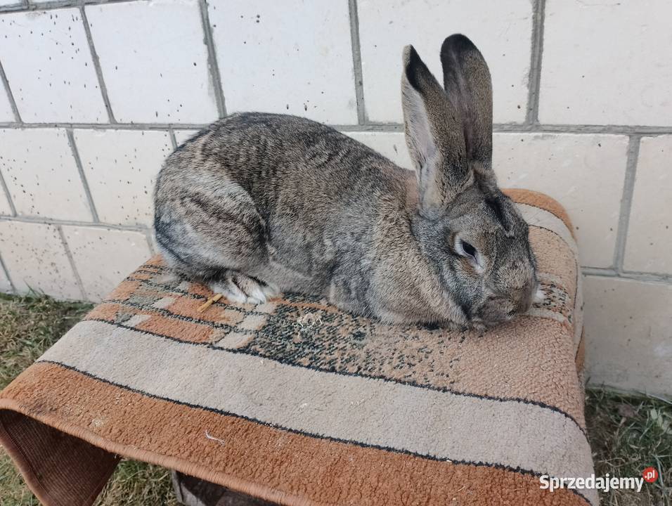 Sprzedam króliki lubelskie Smoryń sprzedam
