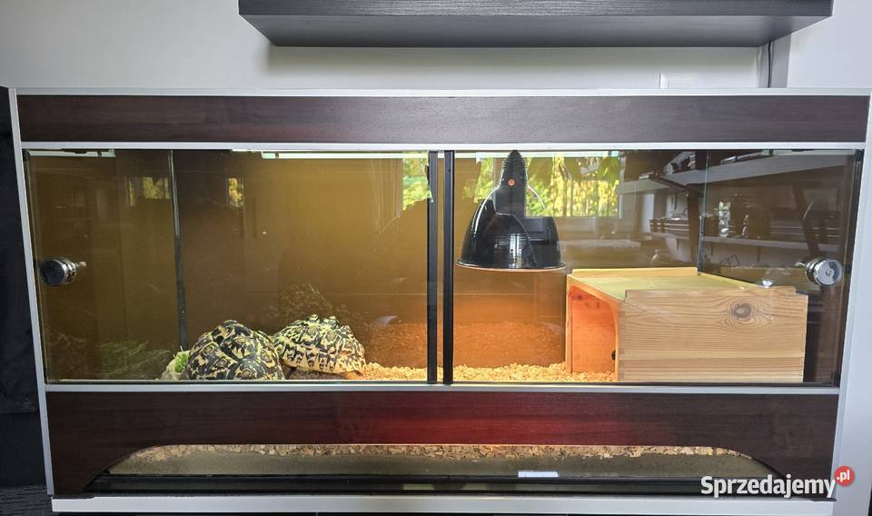 Żółwie lamparcie z terrarium Dywity sprzedam