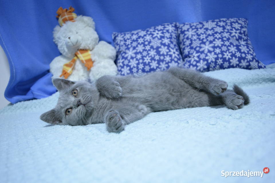 Kociaki brytyjskie na Gwiazdkę