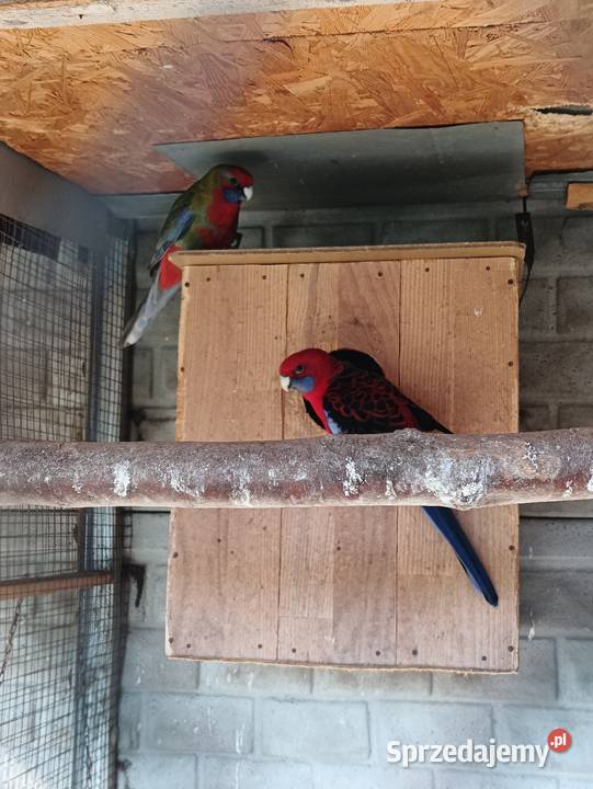 Rozelle Królewskie Pniewy sprzedam