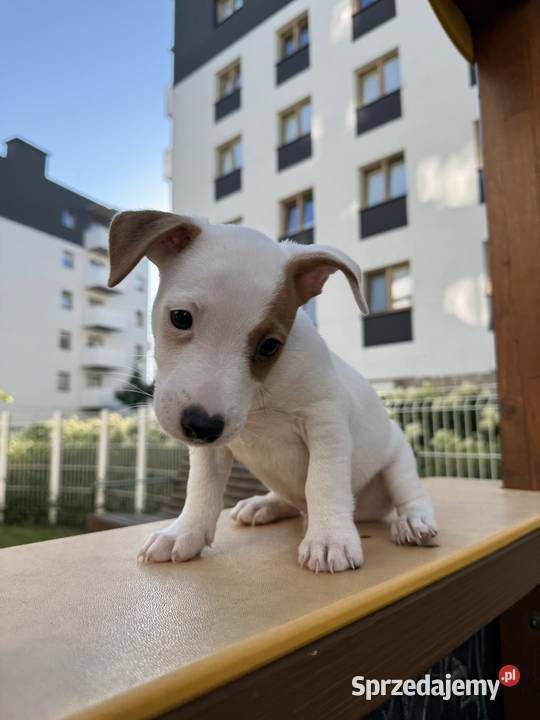Wyjątkowy Jack Russell Terrier Rodowód Pasja i wielkopolskie Poznań