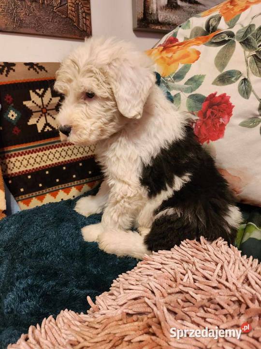 Owczarek staroangielski BOBTAIL Łowicz