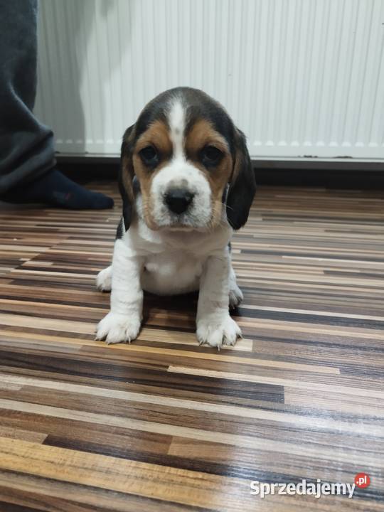 Szczenięta rasy Beagle rodowodowe profil DNA Włocławek