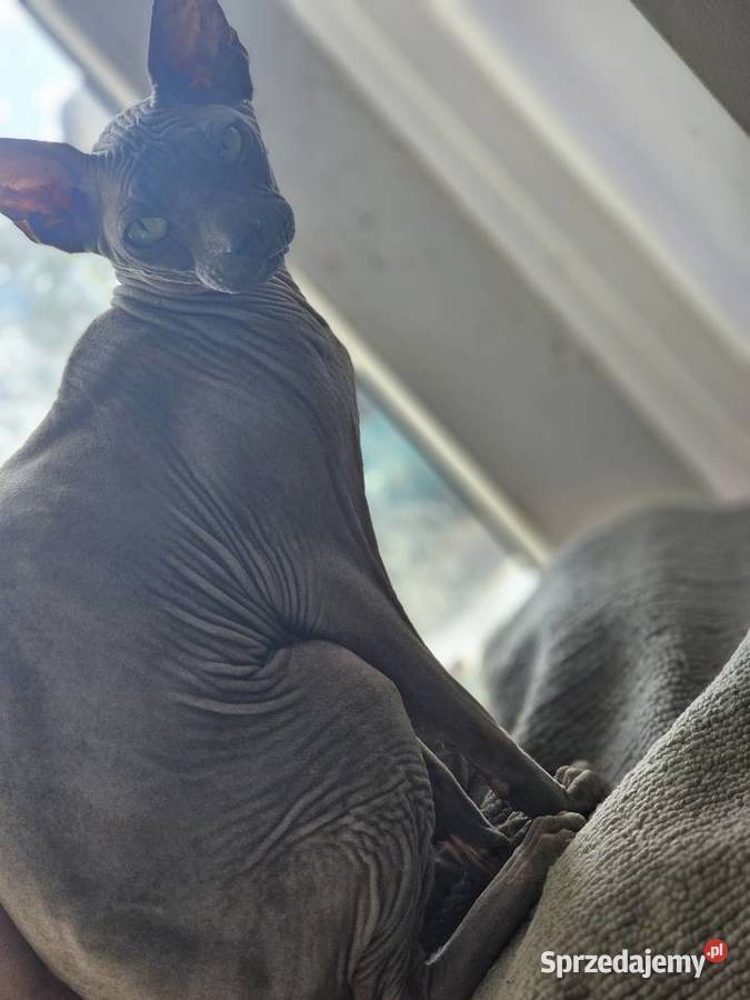 Piękny kocur sphinks niebieski sfinks Koszalin