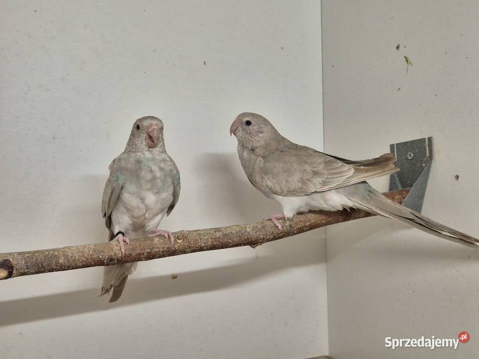 Świergotka Seledynowa Świergotki Seledynowe sprzedam