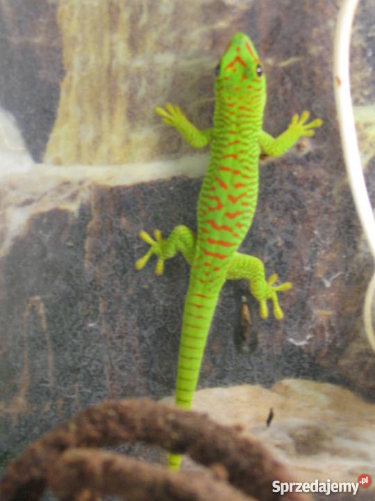 FelsumyFelsuma Madagaskarska Grandis High Red ni Warszawa