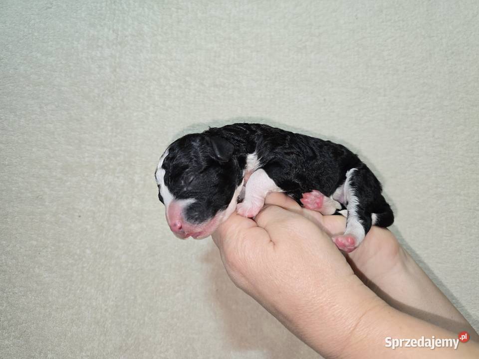 Hiszpański pies dowodny szczeniaki Pozostałe Zwierzęta dolnośląskie Wrocław