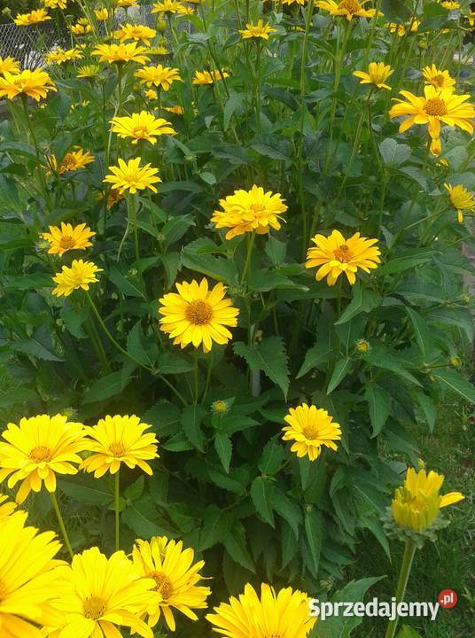 Irys syberyjski niebieskiZłocień ClaraCurtis Łódź sprzedam