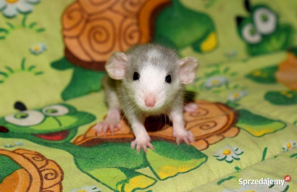 Szczury szczurki szczur dumbo dumbo