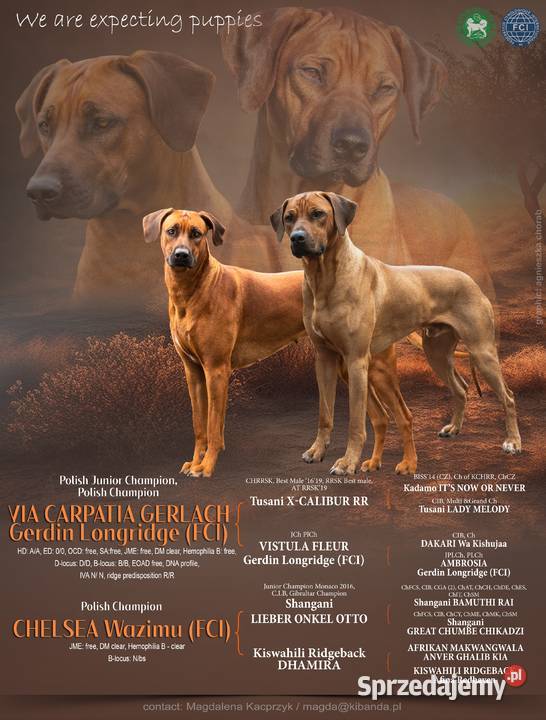 Rhodesian Ridgeback szczenię wystawowe suczka Dłutów