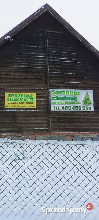 Sprzedam choinki świerk kłujący srebrny zielony Dom i Ogród Pietrzwałd