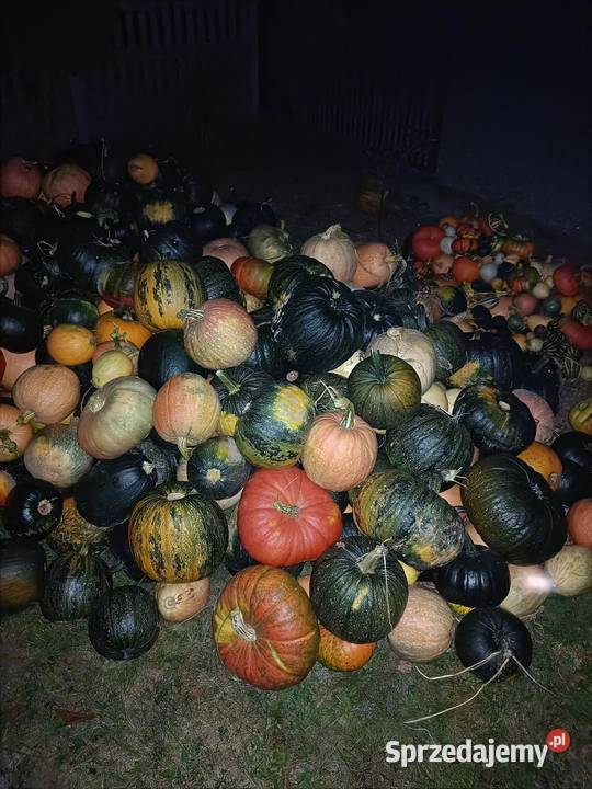Sprzedam dynię Ropczyce
