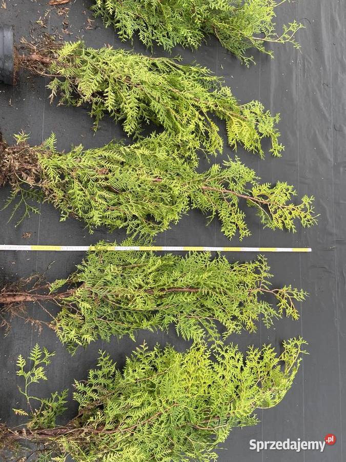 Tuja Brabant 120160 Iglaste Borzyszkowo