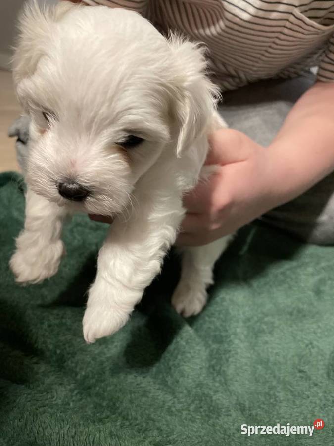 Maltańczyk maltanki suczki i pieski sprzedam