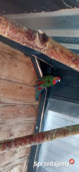 Papugi rozella pary Wola