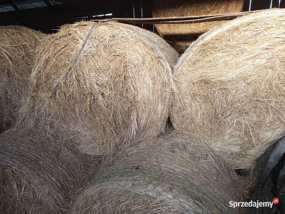 Siano w belach lubelskie Sułów sprzedam