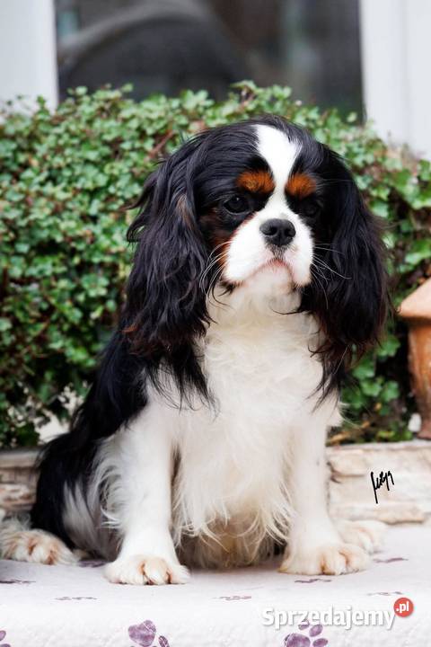 Cavalier King Charles Spaniel Koziegłowy