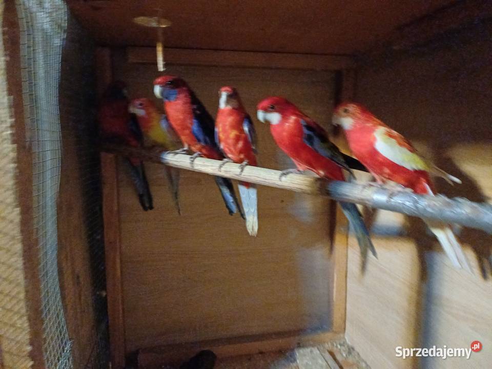 Sprzedam rozelle podkarpackie Rzeszów