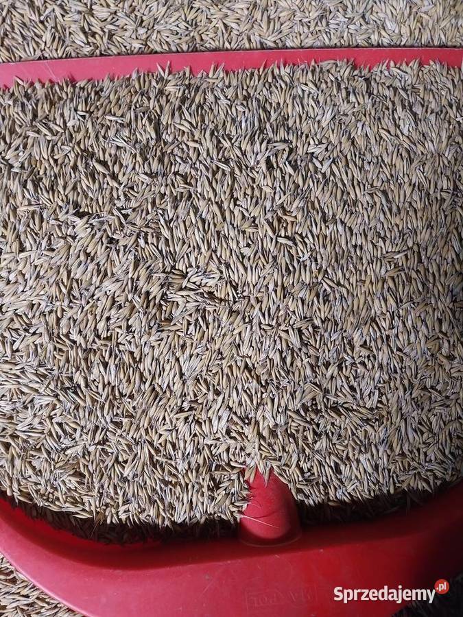 Mieszanka zbożowa oczyszczona sprzedam